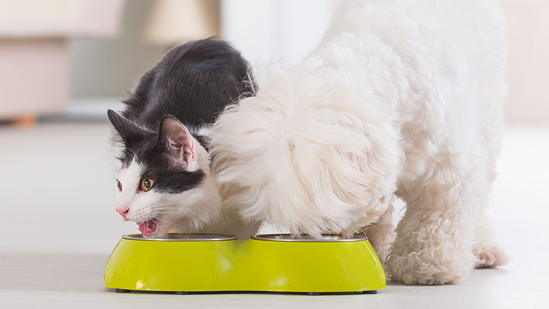 Dog and cat eating food from a bowl